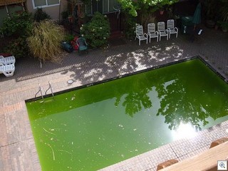 Green-swimming-pool-713936