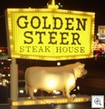 Golden Steer
