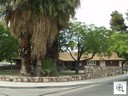 Giant trees in the lovely Glen Heather Neighborhood  of Vintage Las Vegas