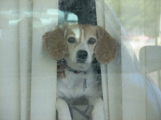 Maggie watches the world for us from the front room window. 