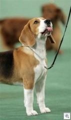 Uno the beagle from associated press