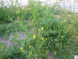 Typical Las Vegas Ragweed Takes Over Entire Neighbhorhoods In Las Vegas