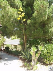 Agave  Flower stalk at Forest hills