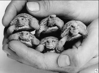 Baby Desert Tortoises - photo courtesy of the TortoiseGroup