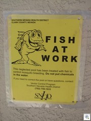 Fish At Work